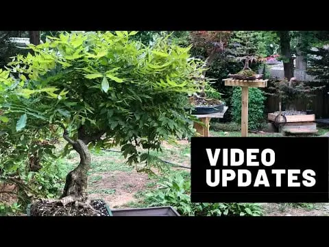 Video Updates - Happy Bonsais! | The Bonsai Supply