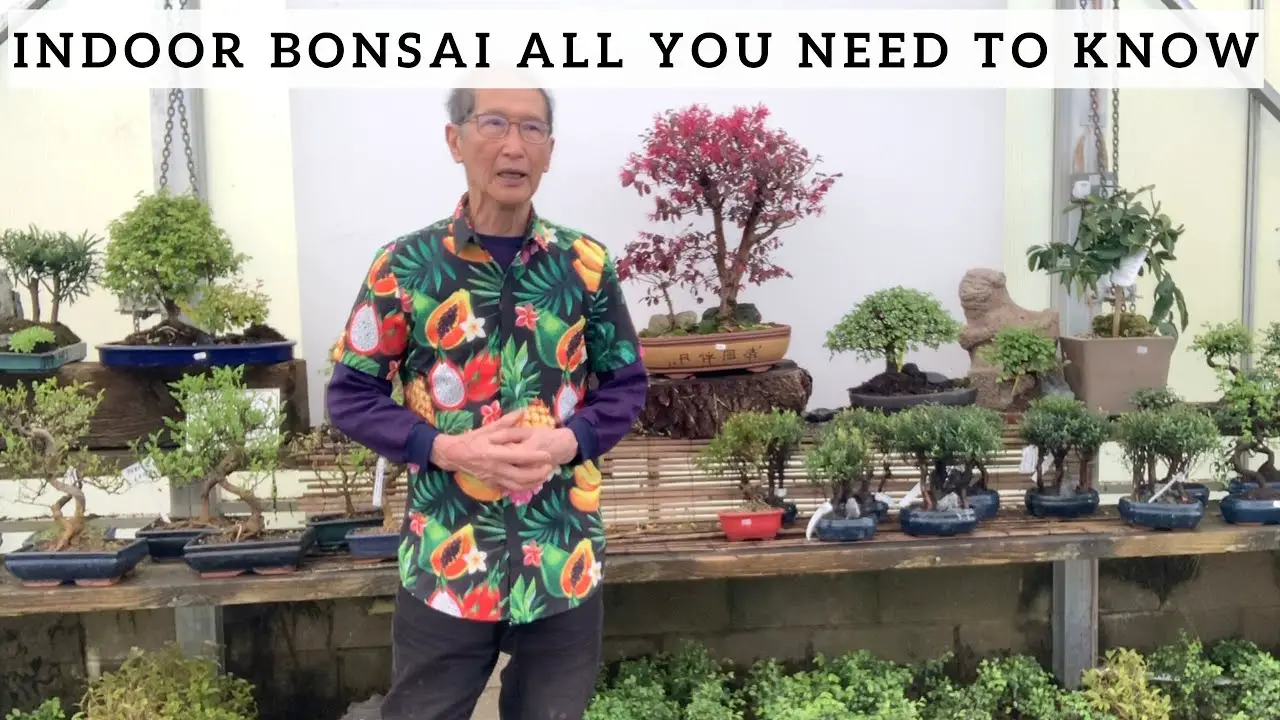 {nmrbonsai1} - #1 Bonsai Expert