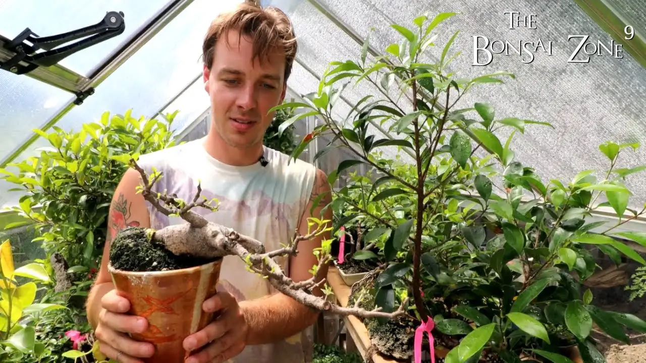 Bench Tour at Connors, Part 4, The Bonsai Zone, Aug 2022