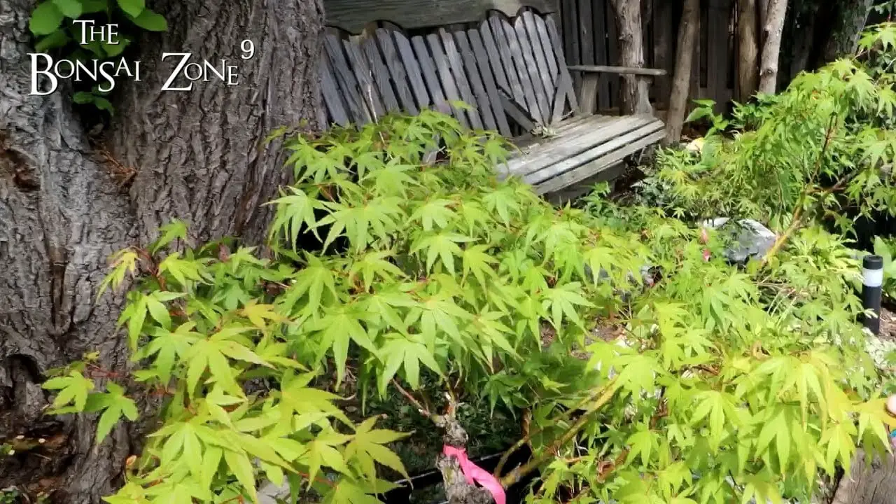 Bench Tour at Connors, Part 5, The Bonsai Zone, Aug 2022