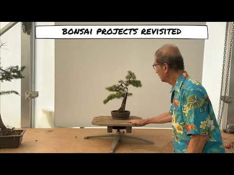 Bonsai Projects Revisited