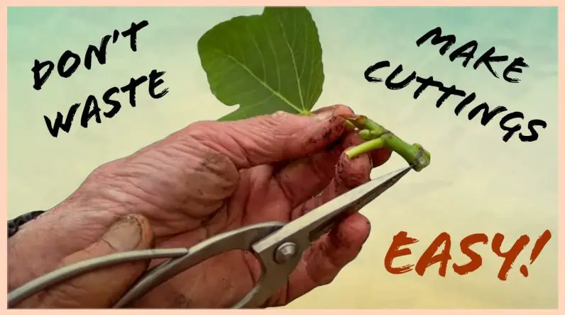 Explained: How to make bonsai cuttings