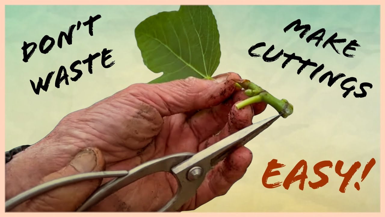 Explained: How to make bonsai cuttings