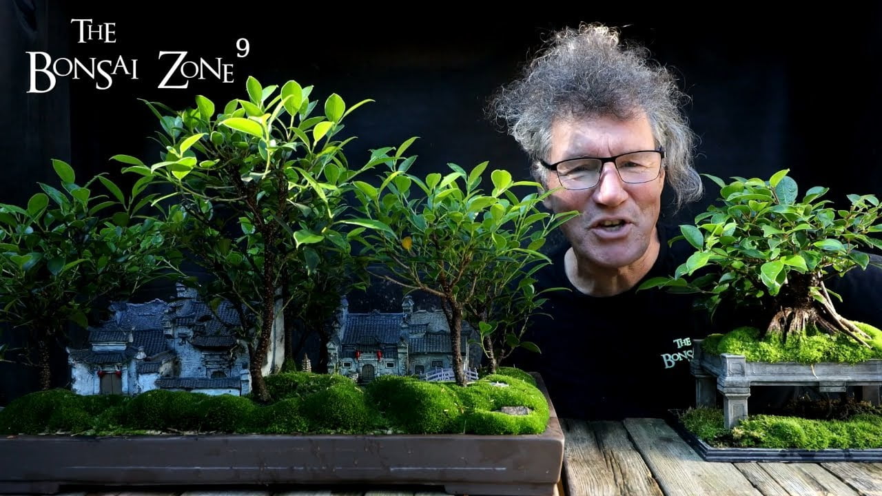 Ficus Friday, Ginseng and My Penjing, Part 1, The Bonsai Zone, Aug 2022