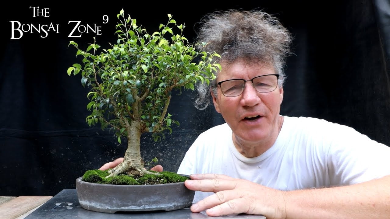 Ficus Friday, Too Little Leaf and Gifts, The Bonsai Zone, Aug 2022