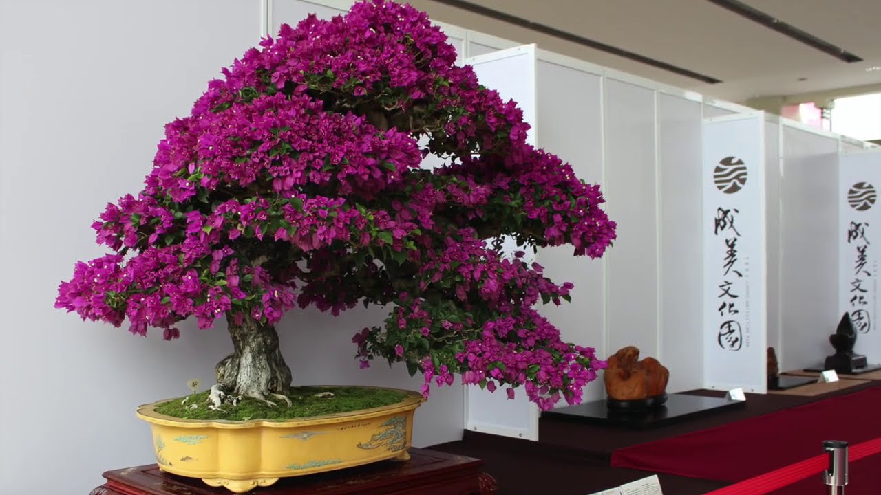 Flowering Bonsai inspiration