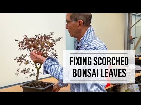 Hot Summer Tips: How to Fix Scorched Bonsai Leaves