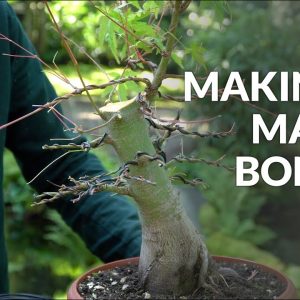 Making a Maple Bonsai