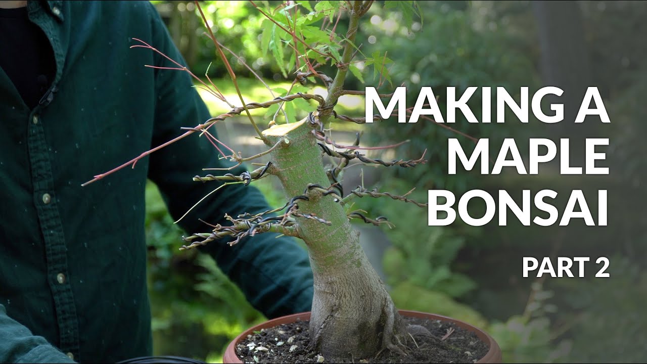 Making a Maple Bonsai