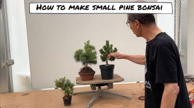 Making Small Pine Bonsai