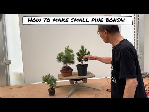 Making Small Pine Bonsai