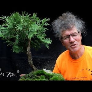 My Little Cedar Spirit Tree, The Bonsai Zone, Aug 2022