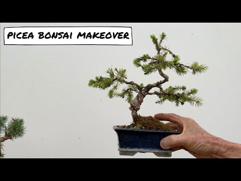 Picea Bonsai Makeover