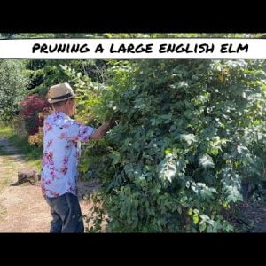 Pruning Large English Elm
