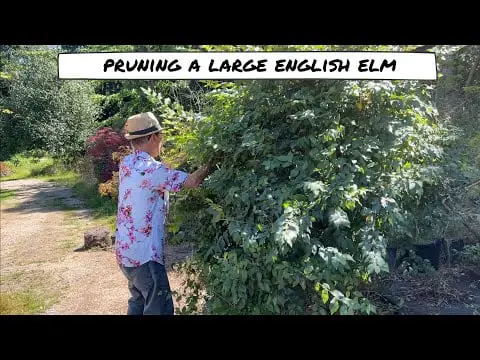 Pruning Large English Elm