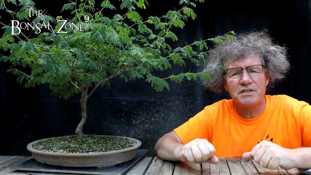 Pruning My Brazilian Rain Trees, The Bonsai Zone, Aug 2022