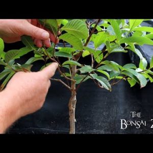 Pruning My Guava Tree and Rain, The Bonsai Zone, Aug 2022