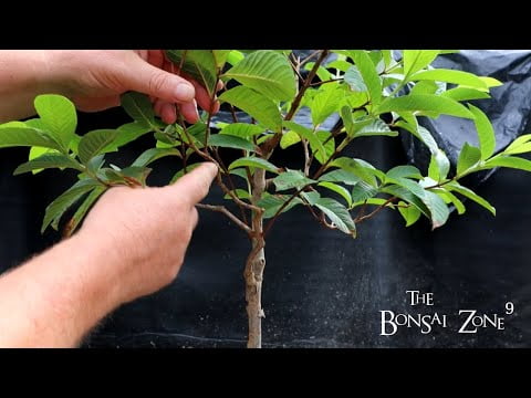 Pruning My Guava Tree and Rain, The Bonsai Zone, Aug 2022