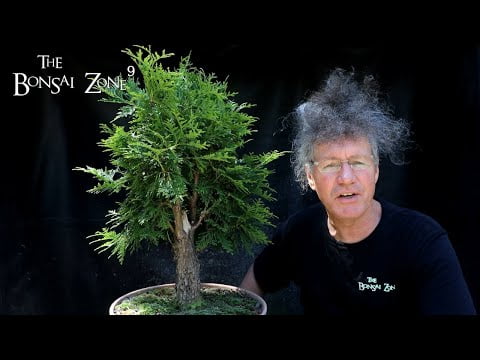 Pruning My Old Growth Cedar, The Bonsai Zone, Aug 2022