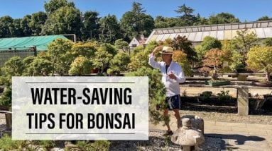 Saving Water: Keep Your Bonsai Green in Drought