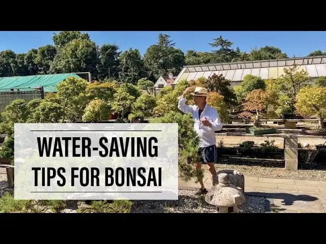 Saving Water: Keep Your Bonsai Green in Drought