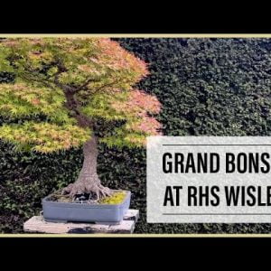 Walkabout: Grand Bonsai At RHS Wisley