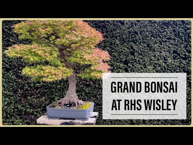 Walkabout: Grand Bonsai At RHS Wisley