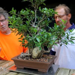 House Plant to Bonsai Updates and My Larch Forest, Part 1, The Bonsai Zone, Aug 2022