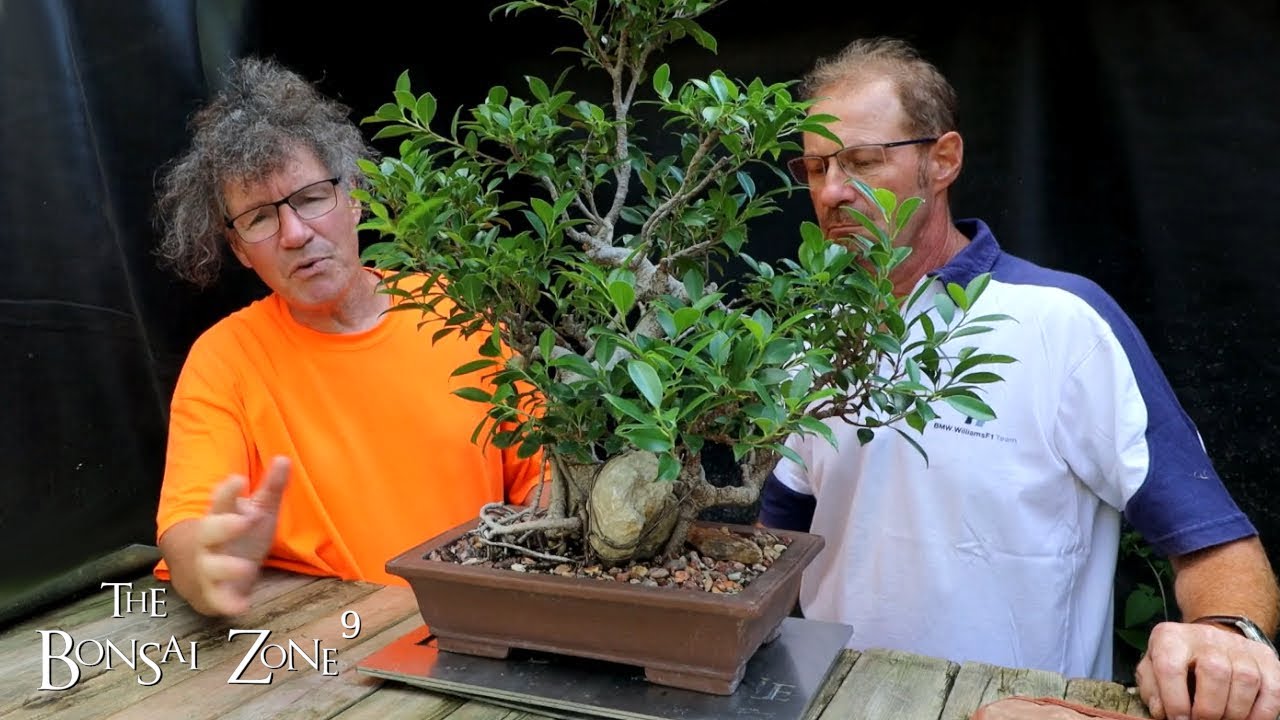 House Plant to Bonsai Updates and My Larch Forest, Part 1, The Bonsai Zone, Aug 2022