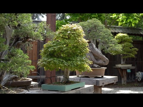 Bonsai Garden at Lake Merritt