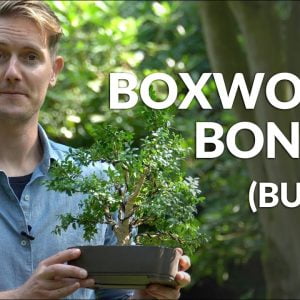 Boxwood Bonsai care (Buxus)