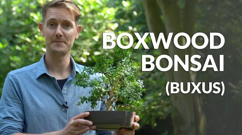 Boxwood Bonsai care (Buxus)