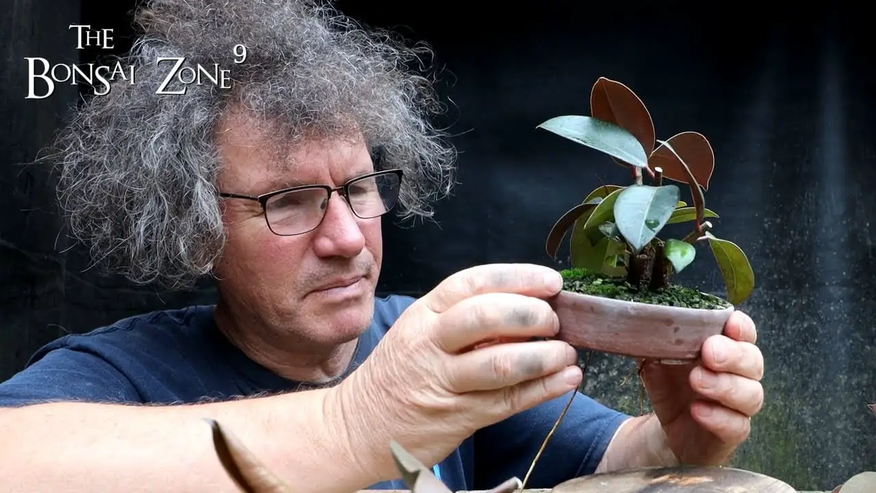 Ficus Fancy and My Rubber Tree, The Bonsai Zone, Sept 2022