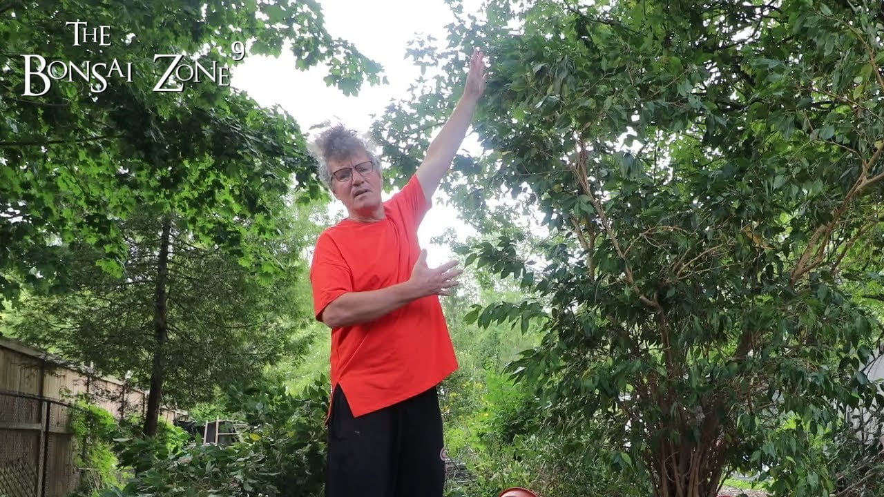 Giant Mall Ficus, The Bonsai Zone, Sept 2020