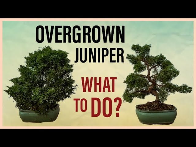 How to Fix It: Overgrown Chinese Juniper Bonsai