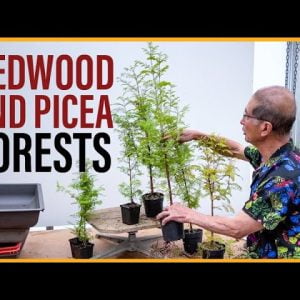 How to Make a Redwood and Picea Bonsai Forests