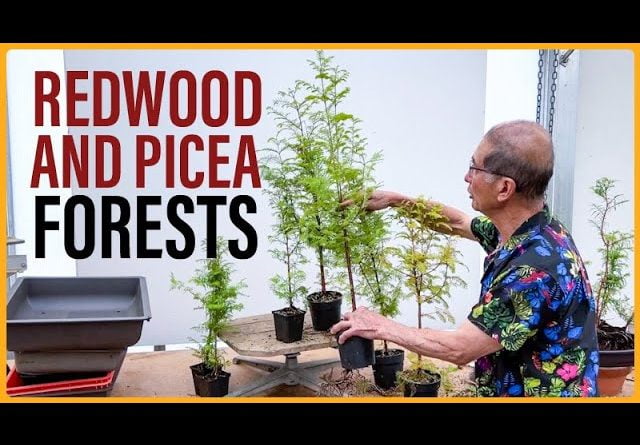 How to Make a Redwood and Picea Bonsai Forests
