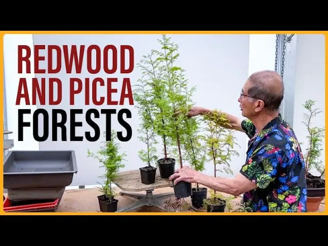 How to Make a Redwood and Picea Bonsai Forests