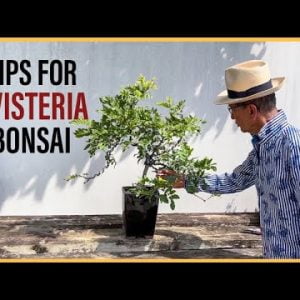 How to Manage a Wisteria Bonsai