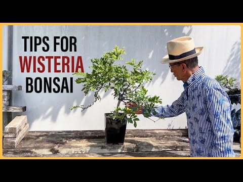 How to Manage a Wisteria Bonsai