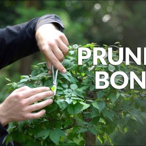 How to Prune a Bonsai tree