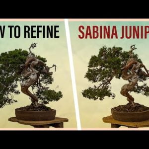 How to Refine a Sabina Juniper Bonsai