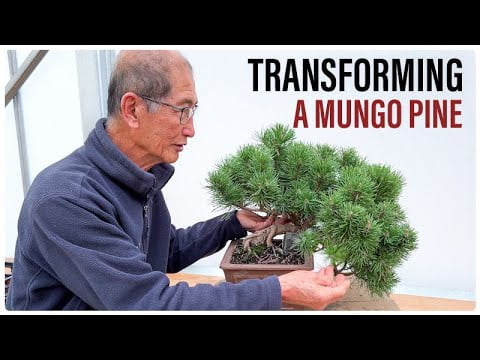 Mungo Pine Bonsai Transformation