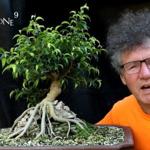 My Root Over Temple Ficus, Part 1, The Bonsai Zone, Sept 2022