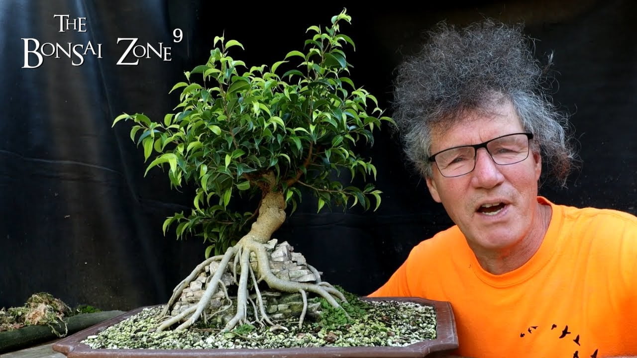 My Root Over Temple Ficus, Part 1, The Bonsai Zone, Sept 2022