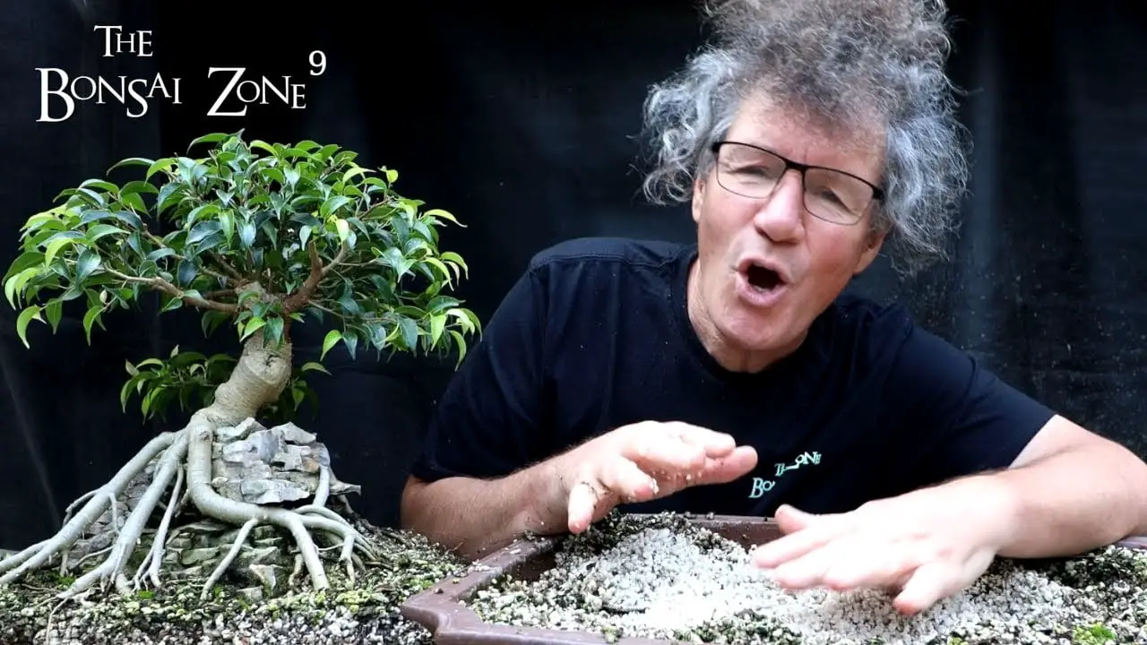 My Root Over Temple Ficus, Part 3/3, The Bonsai Zone, Sept 2022