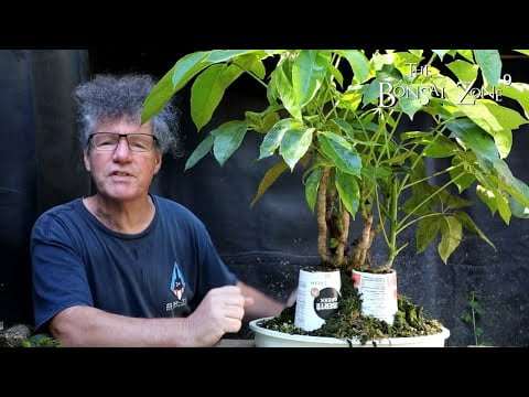 My Umbrella Tree Bonsai, The Bonsai Zone, Sept 2022