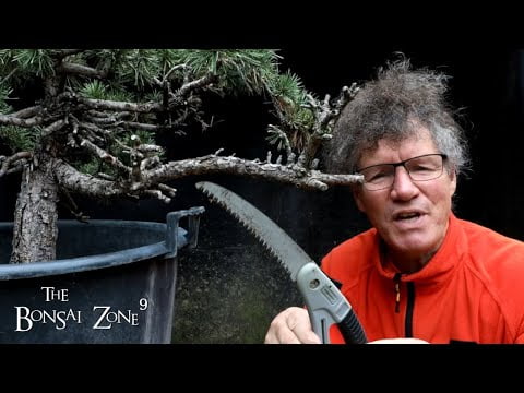 Pine Deadwood Work, Show Trees and Watering, The Bonsai Zone, Sept 2022