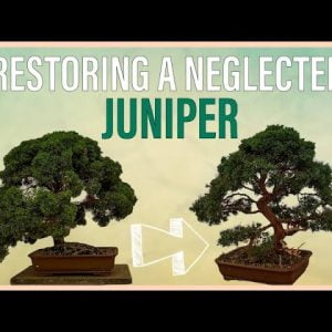 Restoring a Chinese Juniper Bonsai to Its Glory