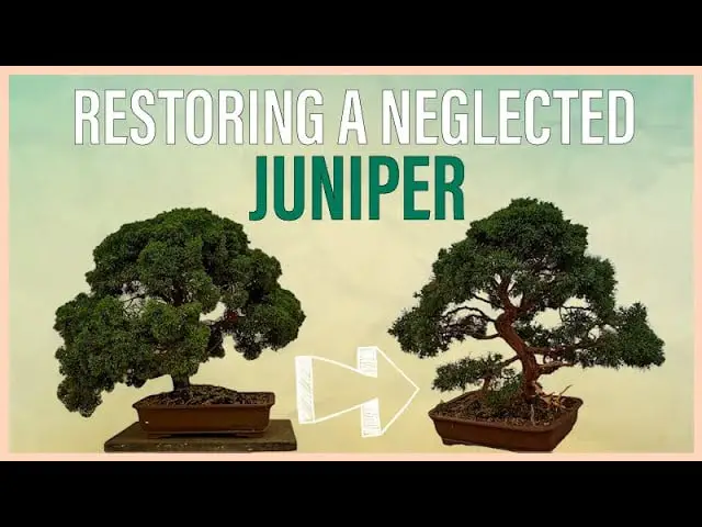 Restoring a Chinese Juniper Bonsai to Its Glory